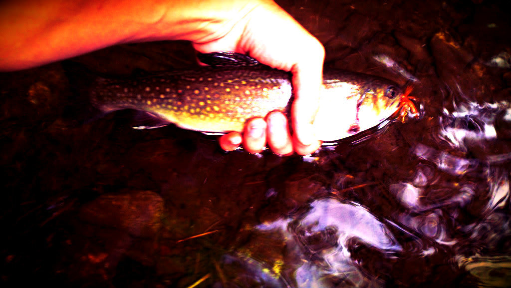 browntroutone_b7cdc3a49322f014ab06ccc3ff76a4949fbc5215.jpg