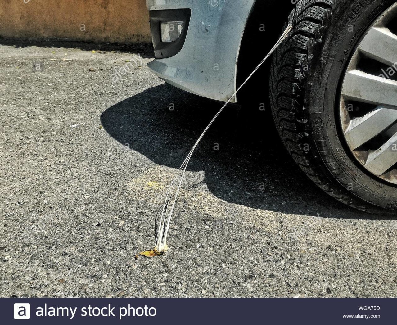 bubble-gum-stuck-to-car-tire-on-road-WGA75D.jpg