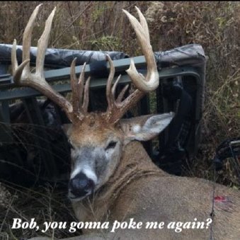 Buck 1.jpg
