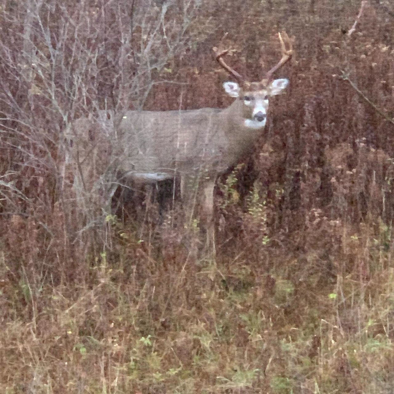 Buck 1.jpg