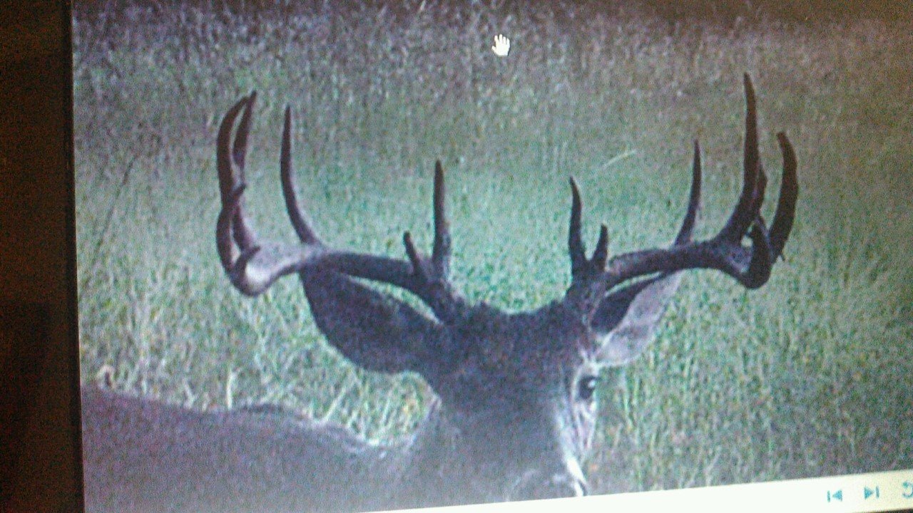 buck 2.jpg
