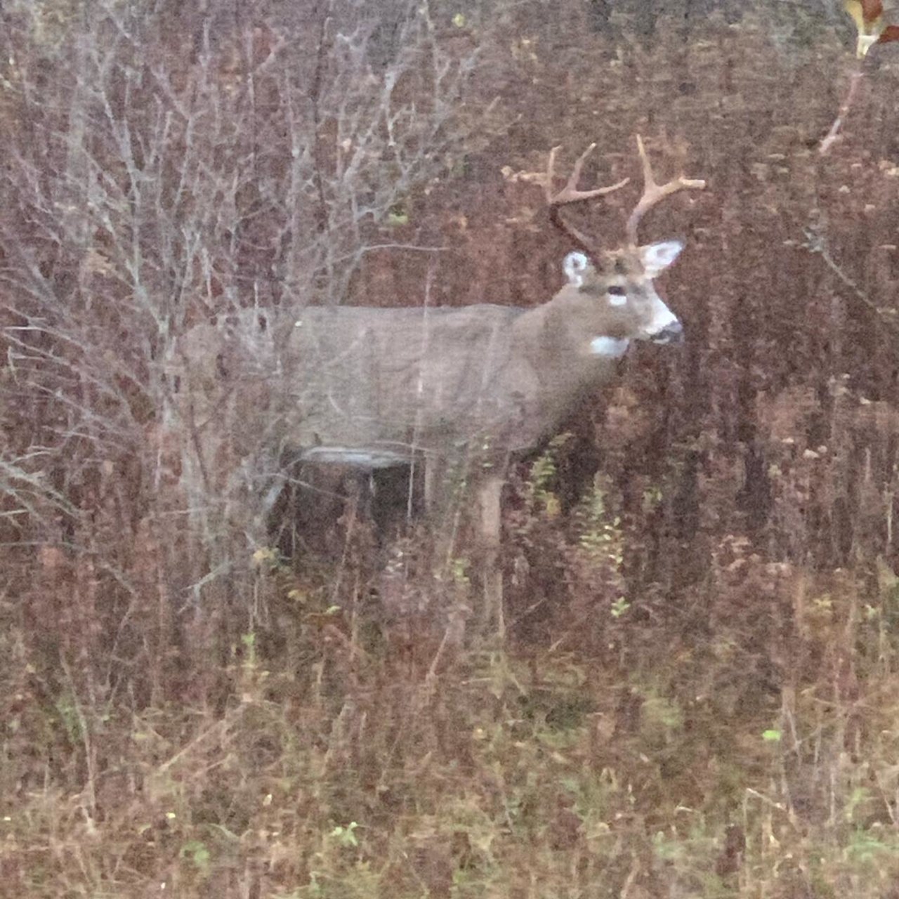 Buck 2.jpg