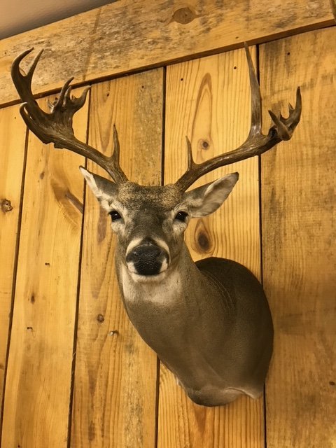 Buck 2016.jpg