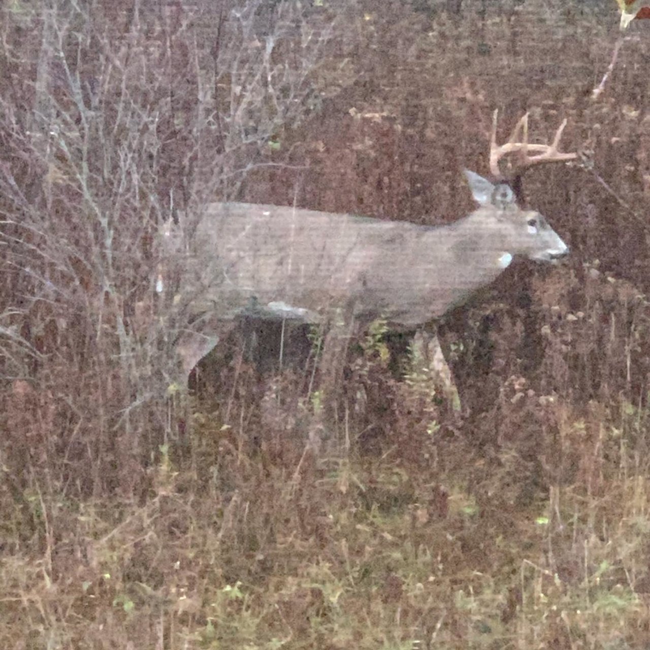 Buck 3.jpg