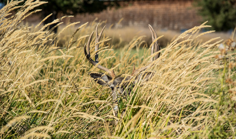 buck.jpg