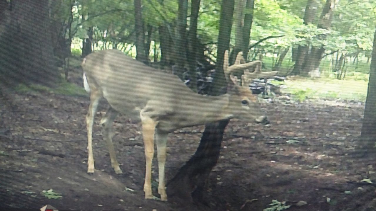 Buck.jpg
