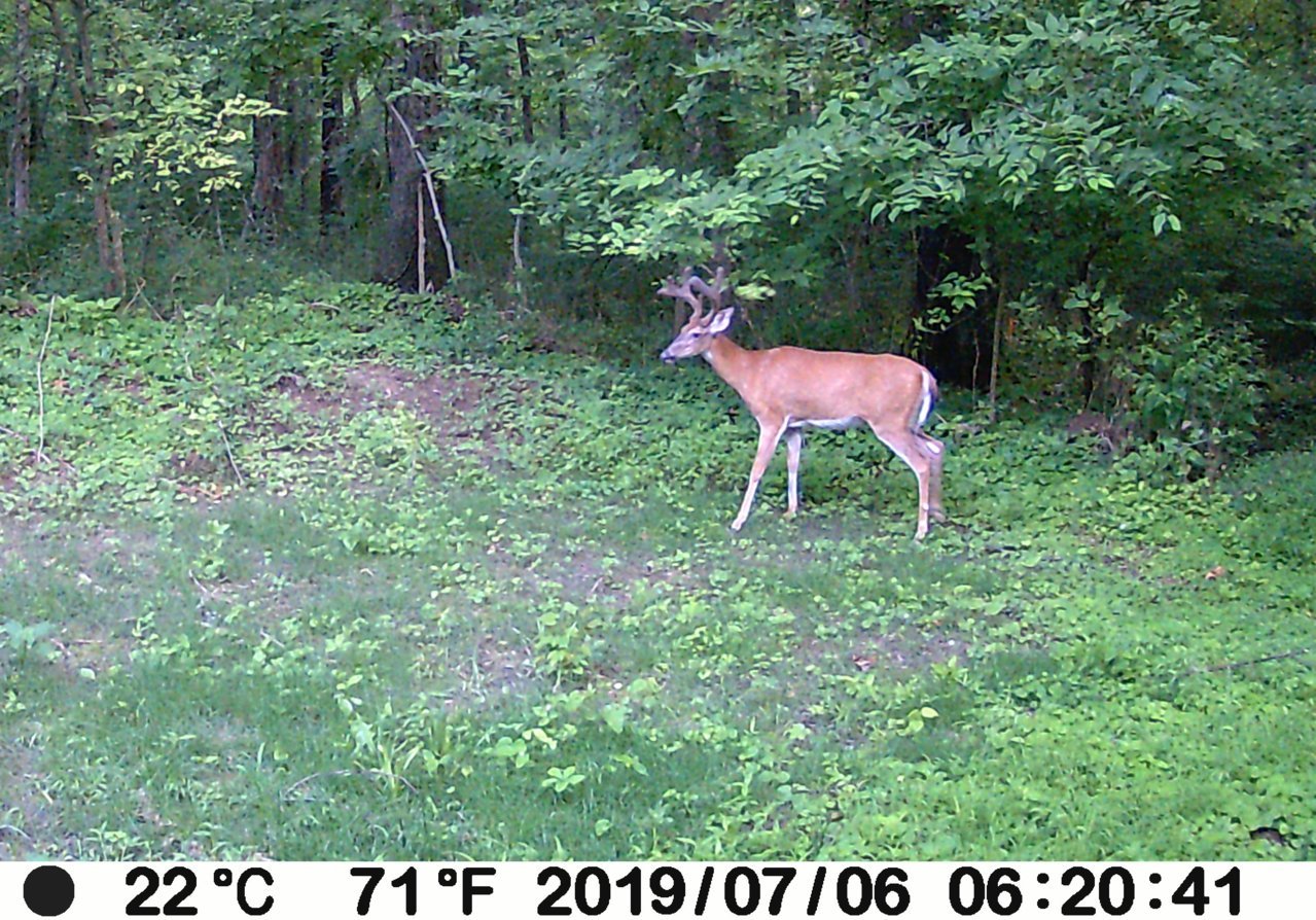 Buck.jpg