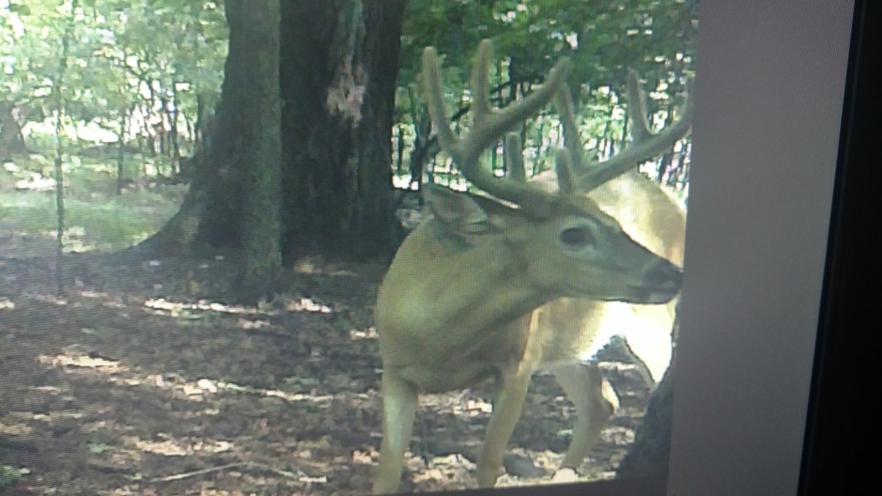 Buck1.jpg