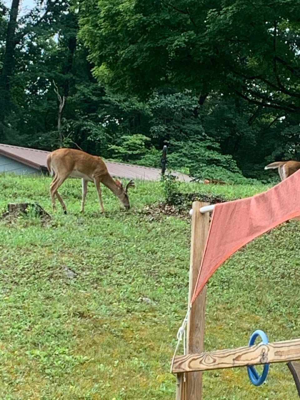 buck1.jpg