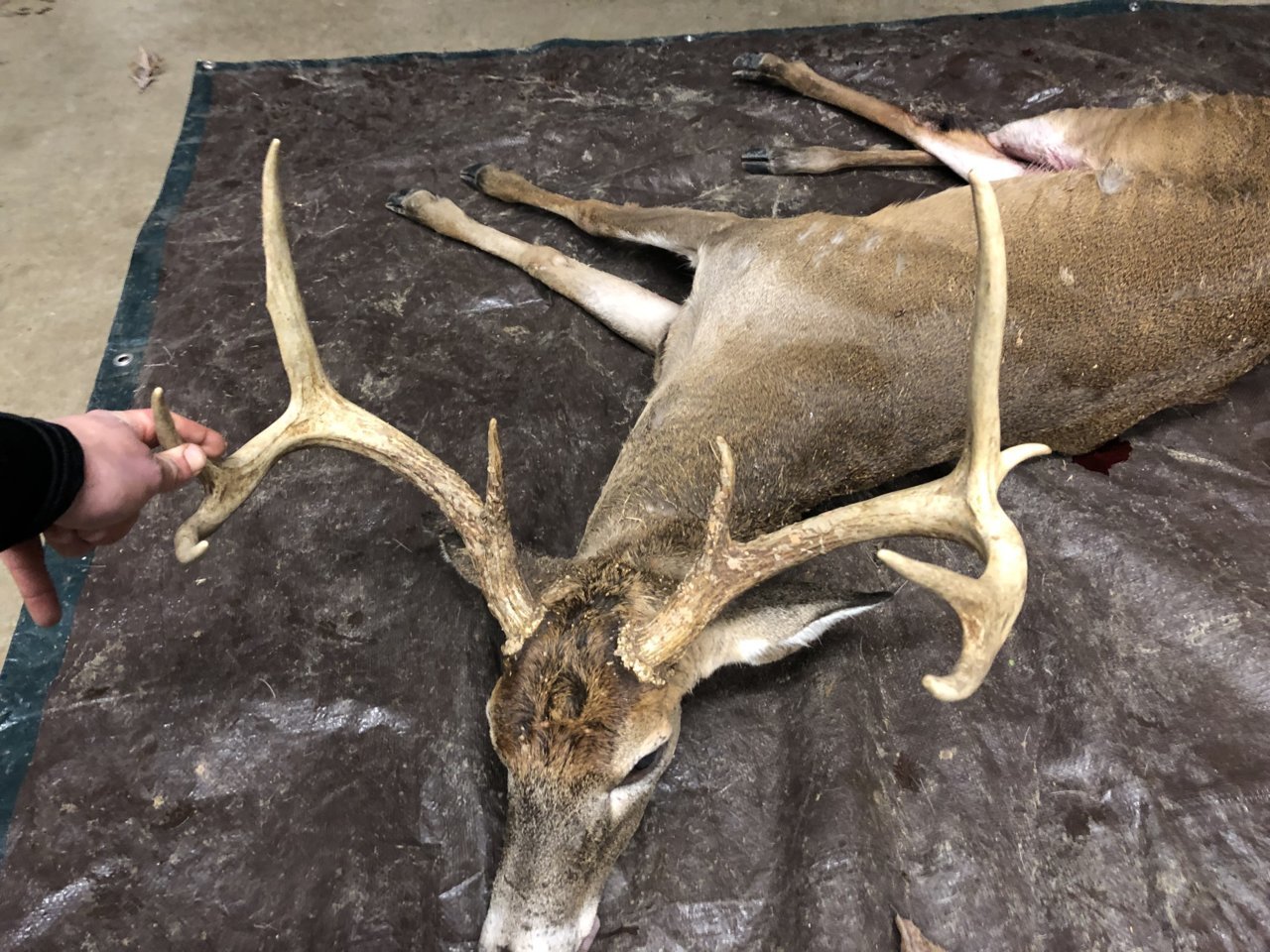 buck18.jpg