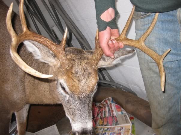 buck1_f0afe62417979cf0b652c974473e14c3fe498cdb.jpg