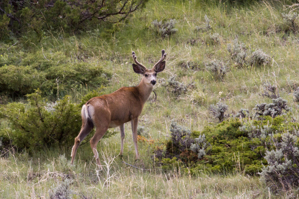 buck2_526383192add54f877d32277ca02fba229f418e4.jpg