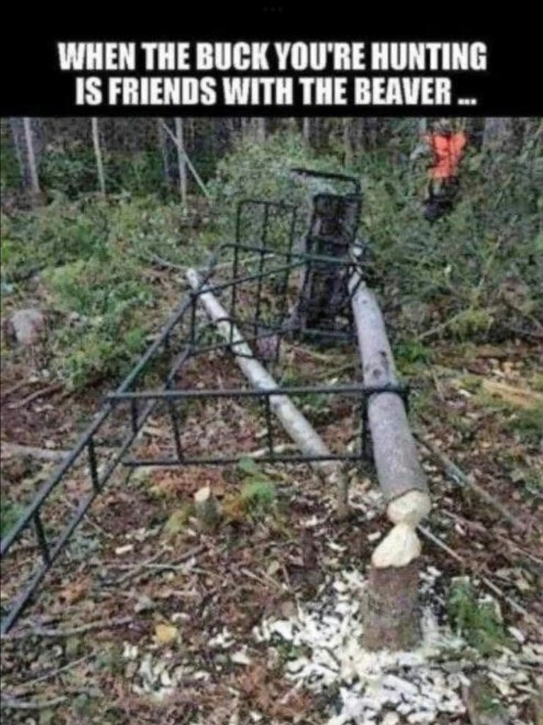 buck_and_beaver.jpg