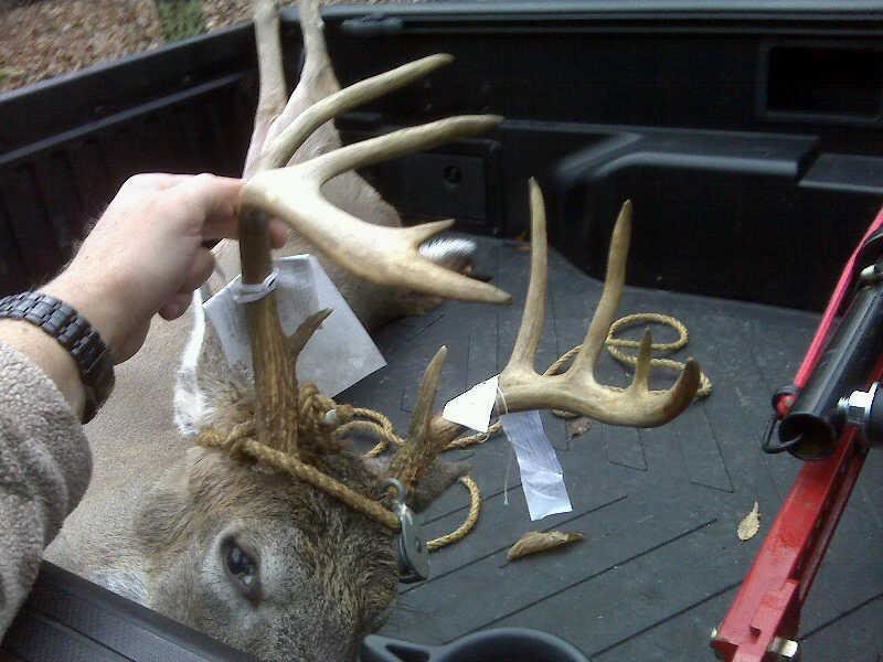 Buck_f70e6e1d9e77e8f256c5e7c1e396756624a1e88a.jpg