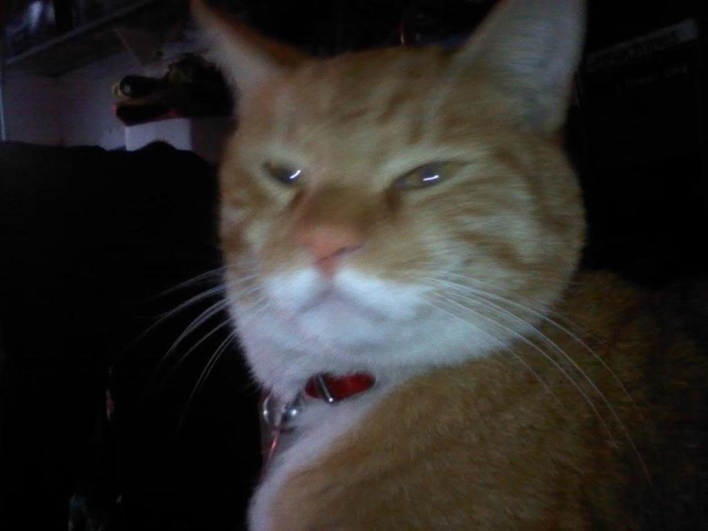 Buckey_8be6464c2f92165d5fac723524aebedf28239e5f.jpg