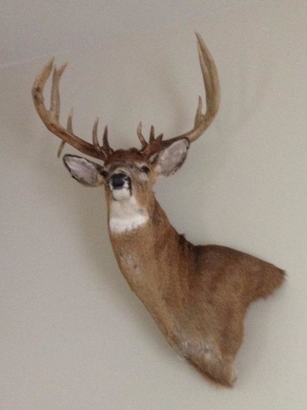 buckmount3_2be0e97ade4f7248a3301f24aca8a9f6742c4a7f.jpg