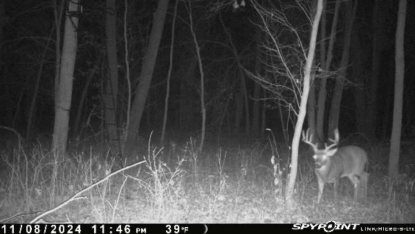 buckpic.jpg