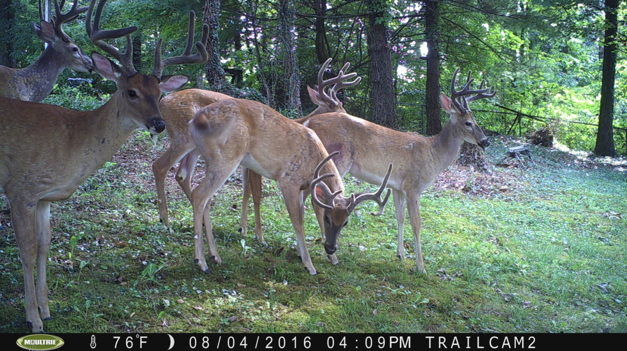 bucks.jpg