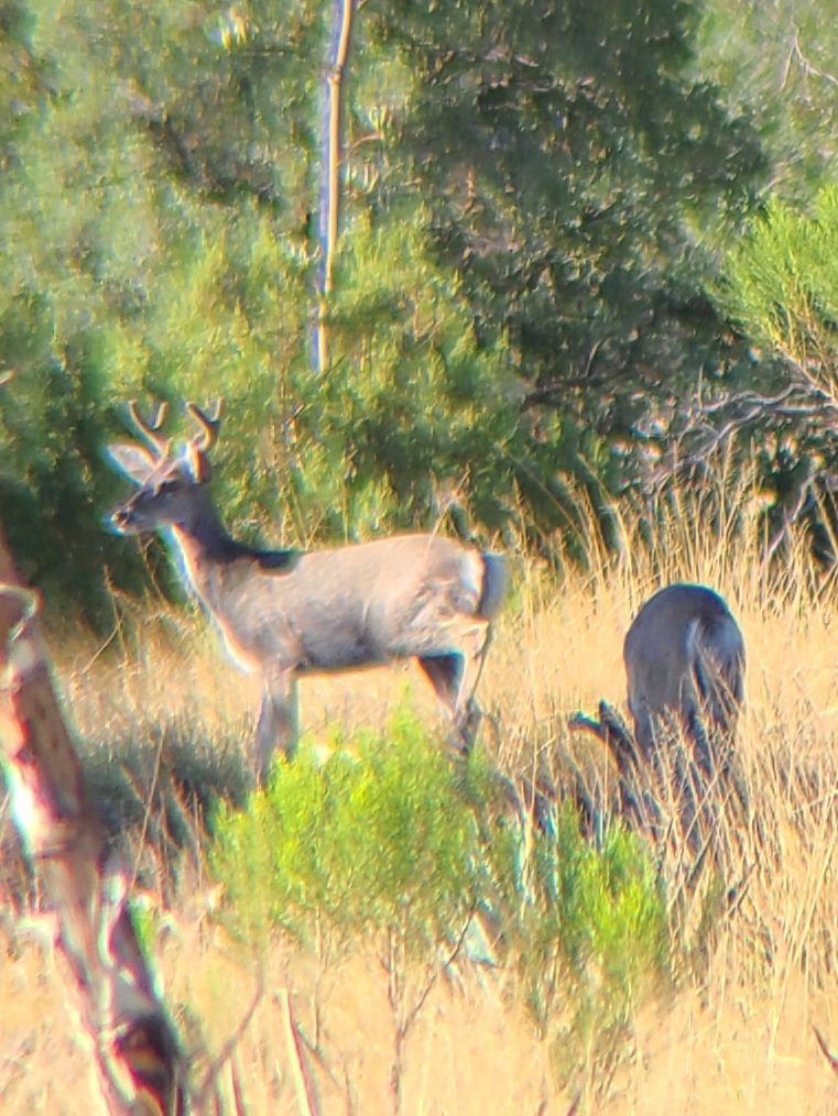 Bucks.jpg