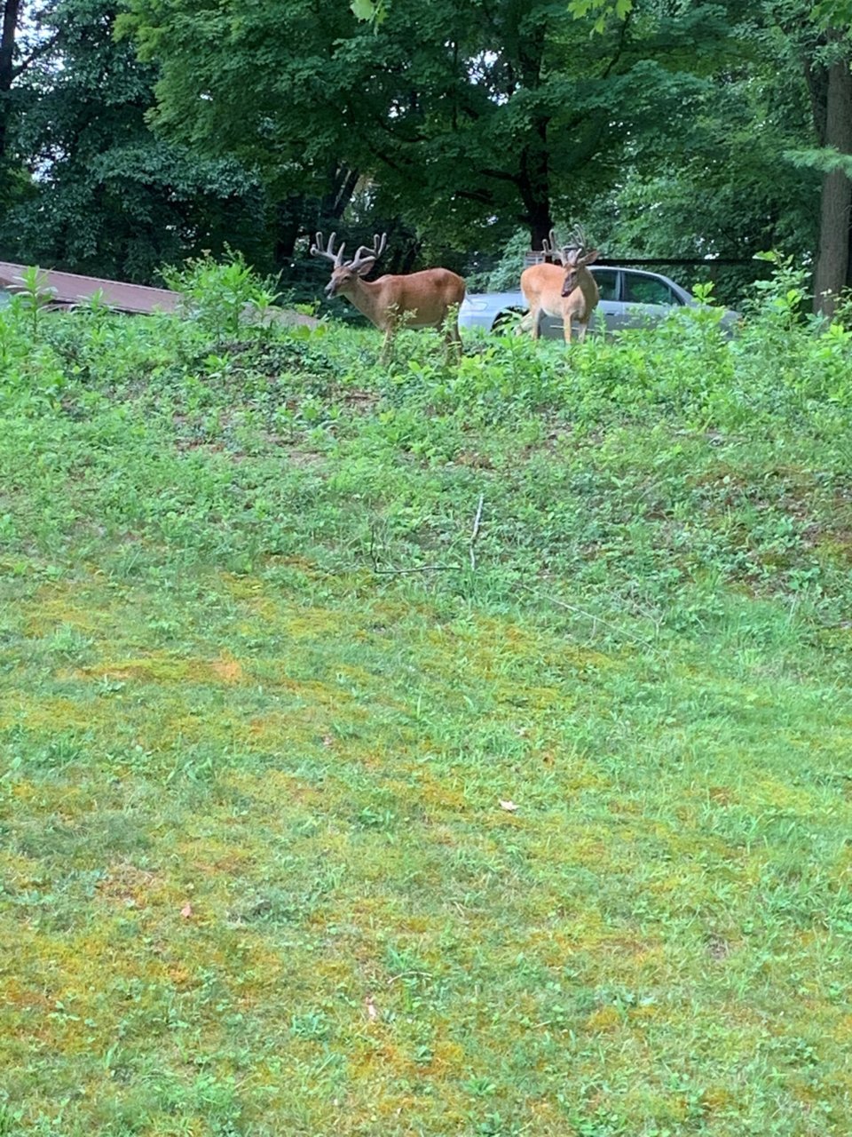 bucks7-18-19.jpg