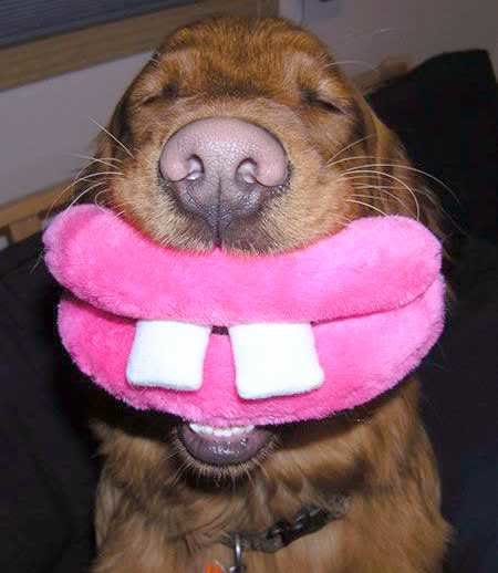 bucktooth_f23017229099b474410b82968c95b9cd6f5bff1b.jpg
