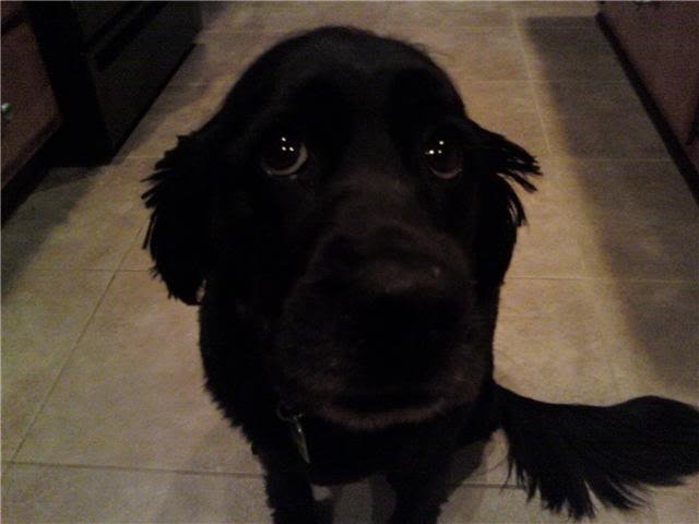 Buddy-1_f0ba8d6e3a7046027ea42d2480e146f3ce342ebb.jpg