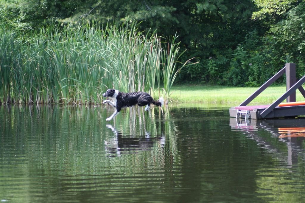 buddy%20long%20jump_620f0c853202c8c027cc6448246002d47f9d4269.jpg