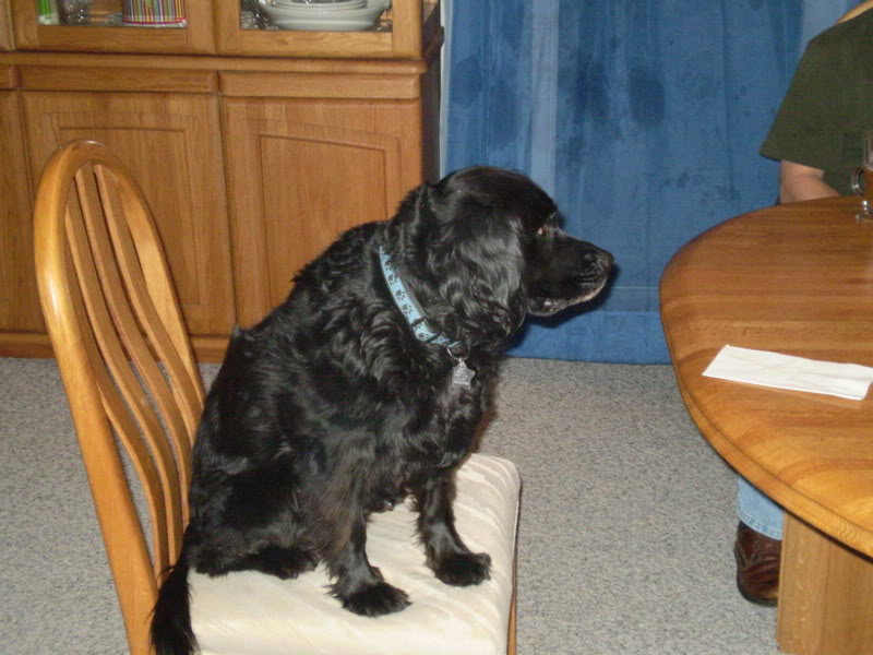 buddy2_77b4163d33122316da266c9fb84c9a649f1af9bd.jpg