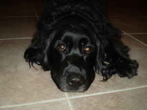 buddy_956e2ca2102875068cb5dd2f908546920ec9d034.jpg