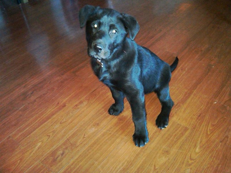 budster11Weeks.jpg