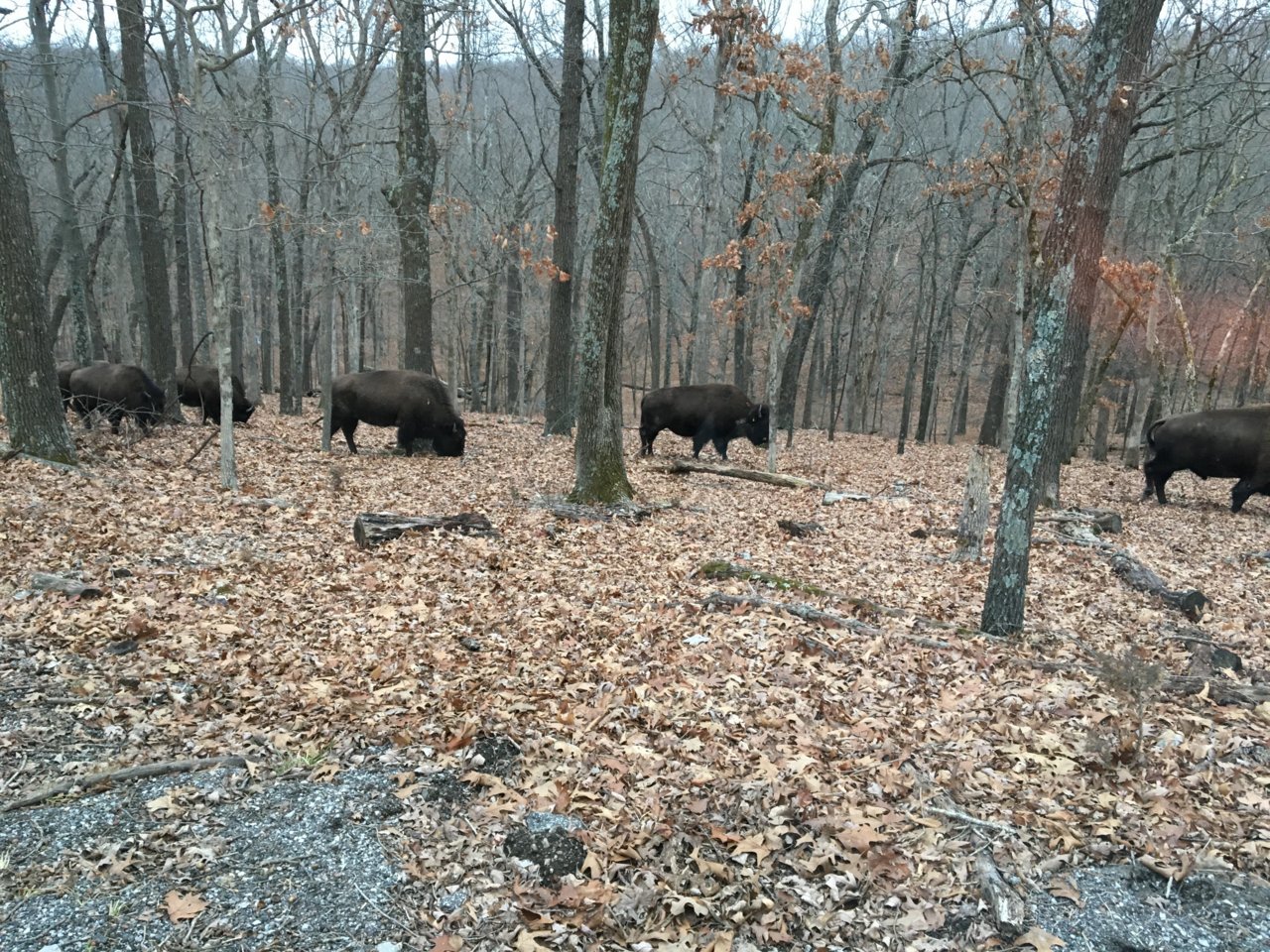 buffalo.jpg