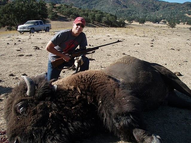 buffalo1.jpg