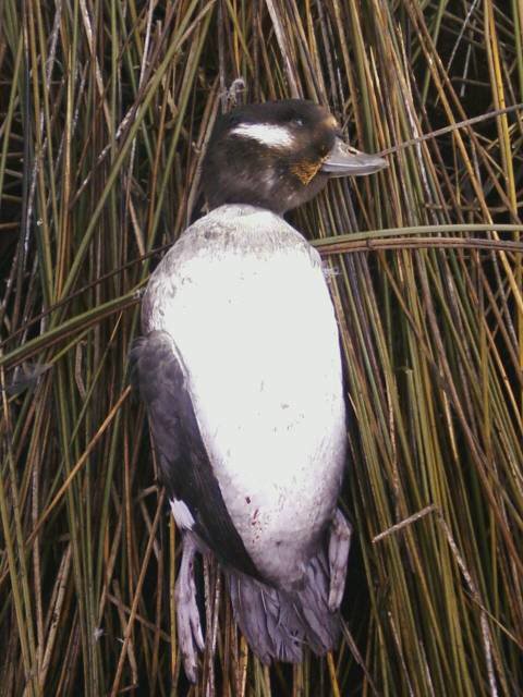 bufflehead3_03e8068f58ff7ba6bcbe0eb909ba17eec2465cce.jpg