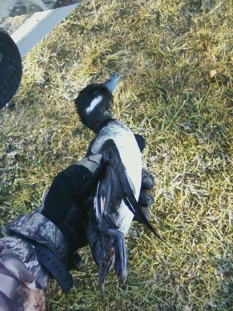 buffleheadhen_5b8eb0d31962a6a77782814a93bca3c2c83f0946.jpg