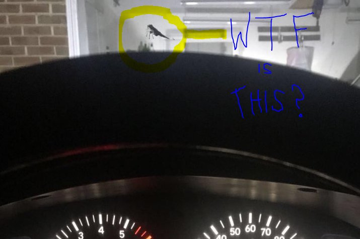 bug.jpg