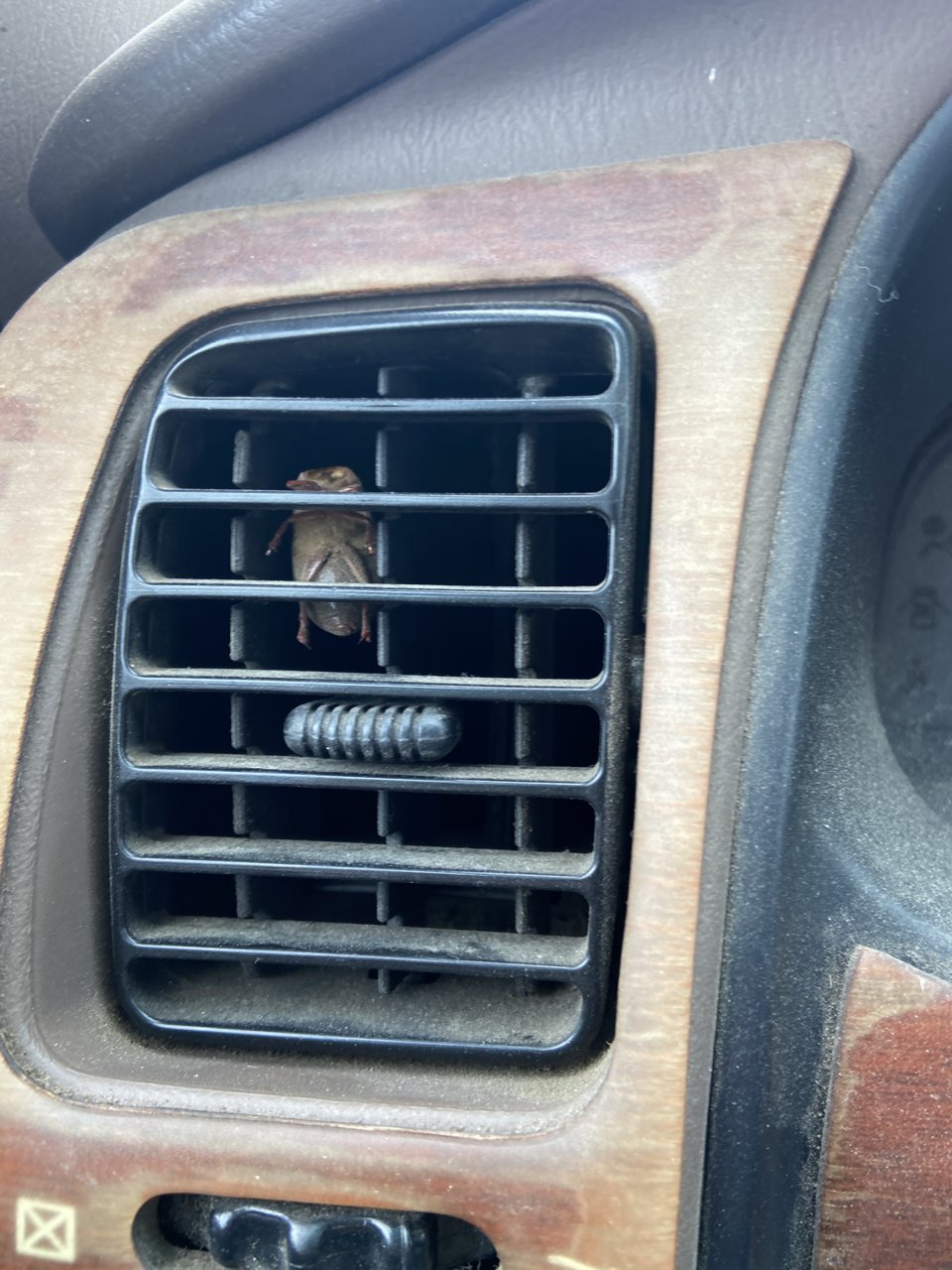 Bug.jpg