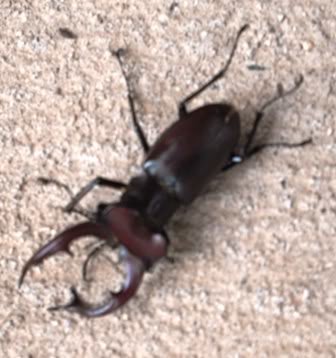 bug2_ca65e5e345da103b6650616afca4be0551b0beb6.jpg