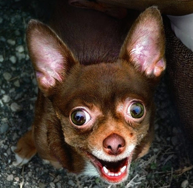 Bugeyed Dog.jpg