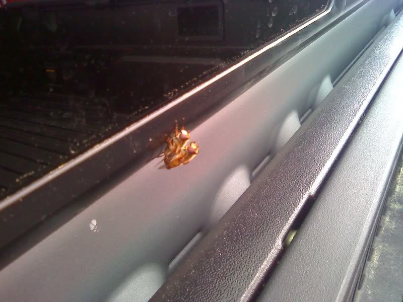 Bugfcking_d7ecc2c5f93ffb94518ab258fabb9b9f4e29f6d6.jpg