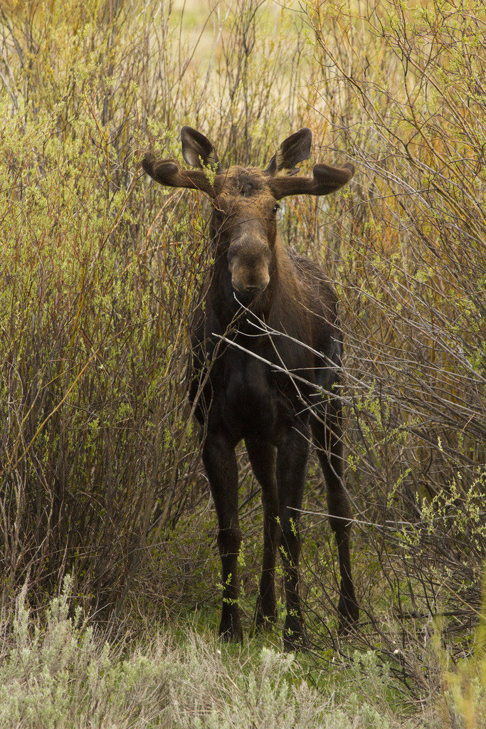 bull%201_zpszyopi8in_7c91f24765412ce4790d6606b639c346d8f37687.jpg