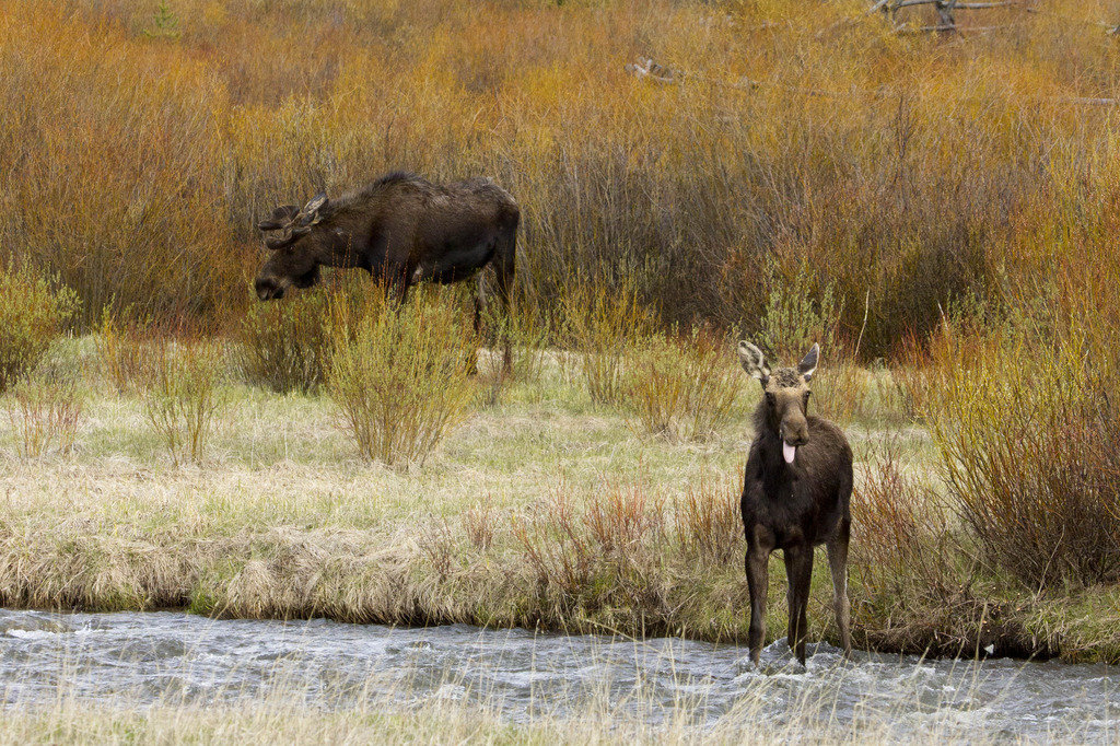bull%20moose%20pair_zps6vvisqbv_b864f12dac7732608df18bc7253e953090c0e68e.jpg
