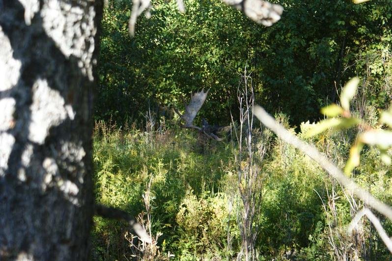 bull moose.jpg