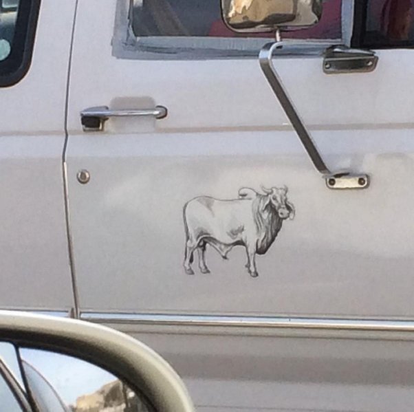 Bull-sticker-3.jpg