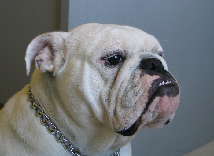 bull2.jpg