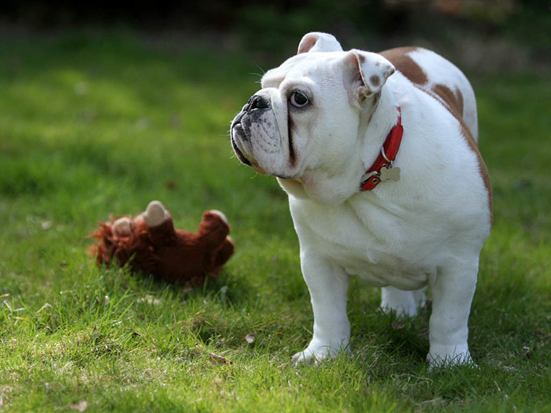 Bulldog HD wallpapers.jpg