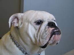 bulldog.jpg