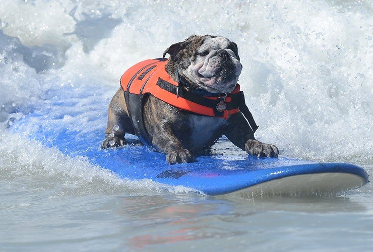 bulldog_surfing.jpg