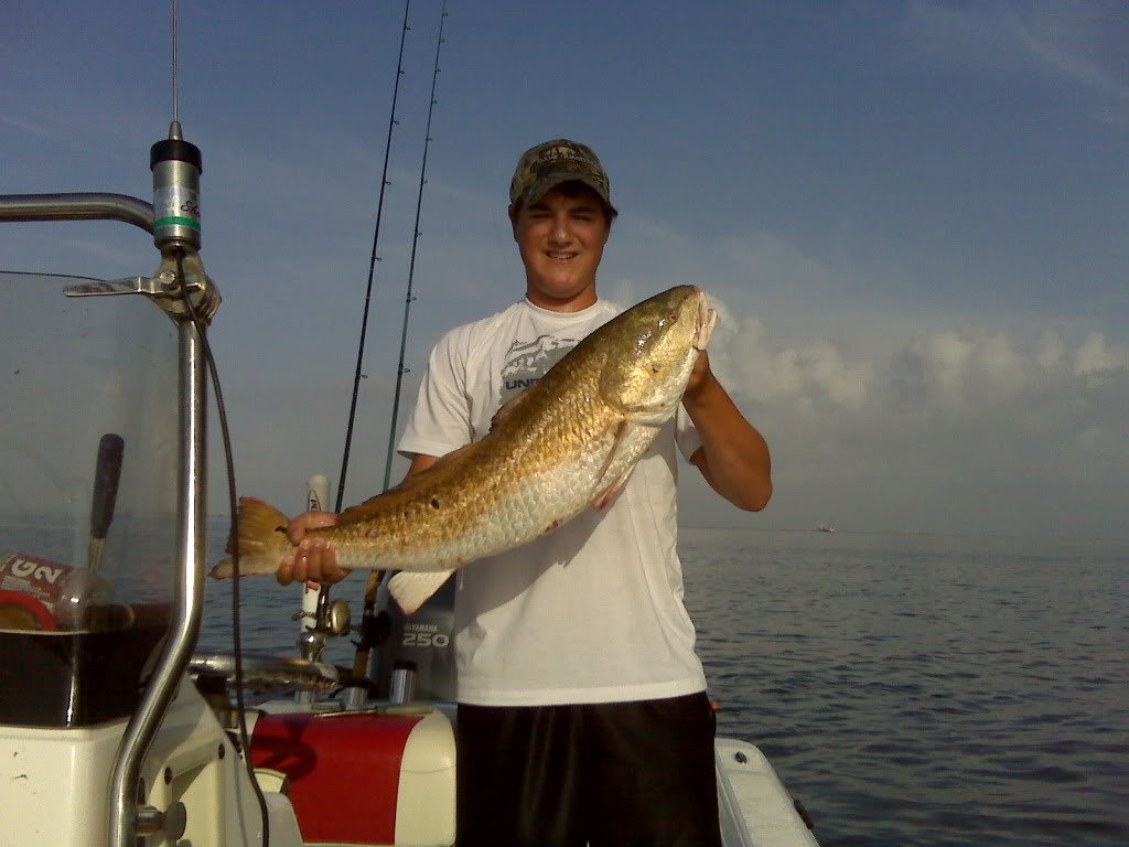 bullred_585bb98d0c2d7c2b9cb6d328256b971cc91936a0.jpg