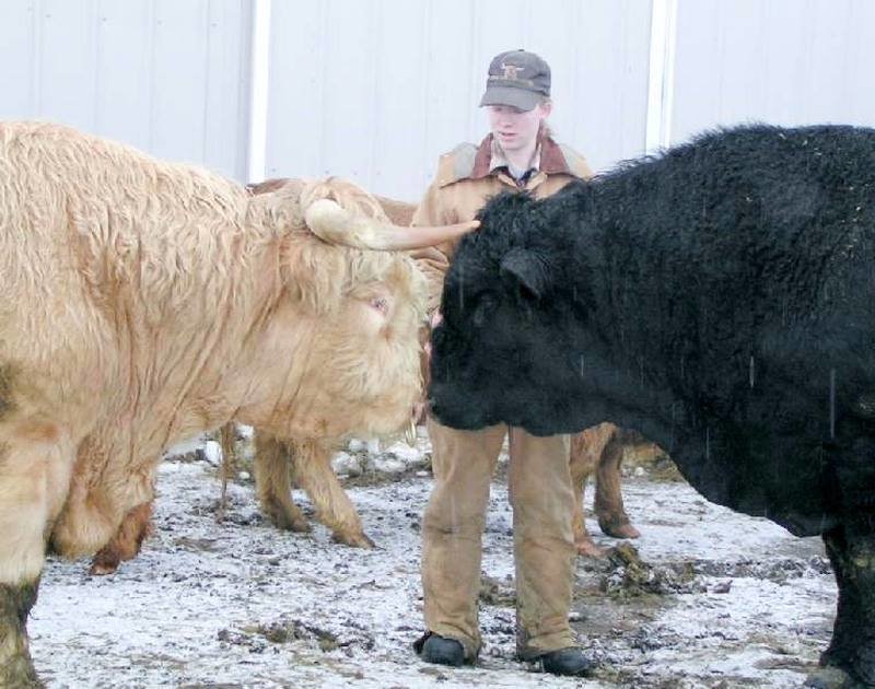 bulls.jpg