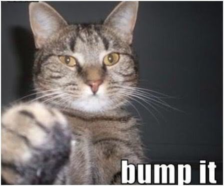 bump_cat_7a90f6754d98d65497b5fcc6999f439bceb50b7c.jpg